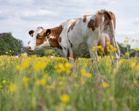 red and white spotted cow in meadow with yellow buttercup flowersの写真素材