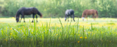 grass and yellow flowers with grazing horses in the backgroundの写真素材