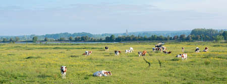 spotted cows in beautiful moring light in floodplanes of river Rhine opposite Amerongen in the netherlands under blue sky in spring with flowersの写真素材