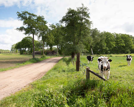horned cows in green meadow between Ede and Lunteren in the netherlandsの写真素材