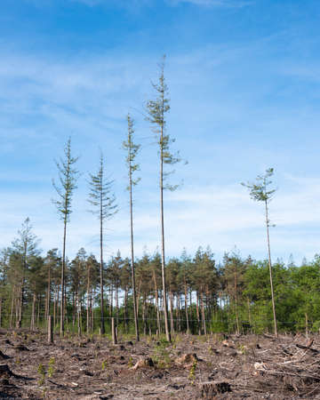 natural cemetery near Elspeet in veluwe part of the netherlands