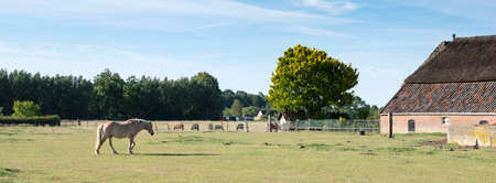 horse and old farm in dutch part called achterhoek near doetinchemの写真素材