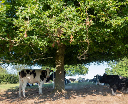 cows in the north of france near saint-quentin and valenciennesの写真素材