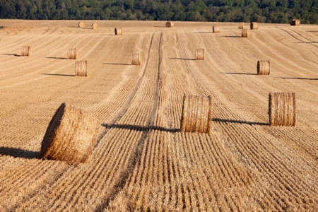 straw bales in rolling hills of northern france under blue skyの写真素材