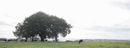 morning landscape with trees and young cows in german eifelの写真素材