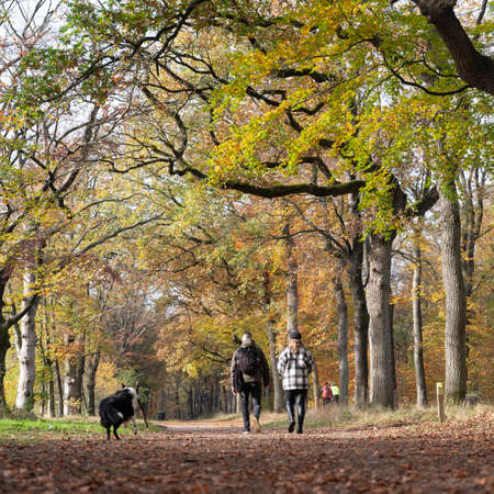 couple and dog in autumn forest near utrecht in the netherlandsの写真素材