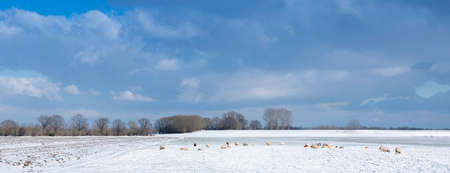 sheep in dutch meadow with snow and trees in holland under blue skyの写真素材