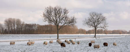 sheep in dutch meadow with snow and trees in holland under blue skyの写真素材
