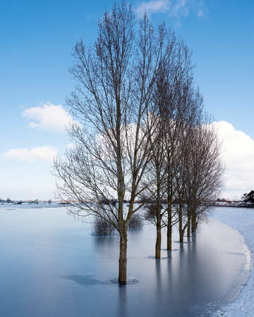 poplars in ice on frozen floodplanes near culemborg and river rhineの写真素材
