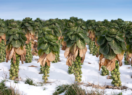 brussels sprouts in winter field with snow under blue skyの写真素材