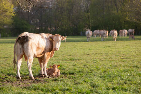 cows and calf in spring meadow with blossoming trees under blue sky