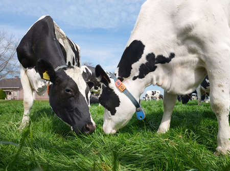 heads of black and white spotted cows closeup in meadow
