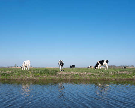 black and white spotted holstein calves in green grassy meadow under blue sky in hollandの写真素材