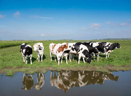 young spotted cows in dutch meadow near amersfoort in hollandの写真素材