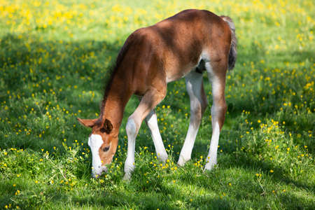 cute brown foal in summer meadow with yellow flowersの写真素材