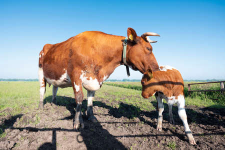 spotted red brown cow and calf in meadow under blue sky