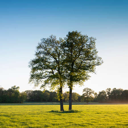 trees in field near forest in twente between oldenzaal and enschede in the netherlandsの写真素材