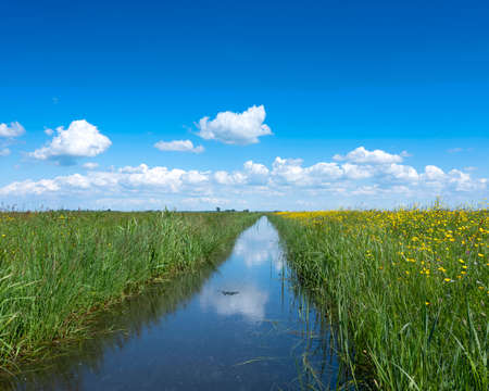 canal with reflection of blue sky and wild yellow flowers in dutch meadow landscapeの写真素材