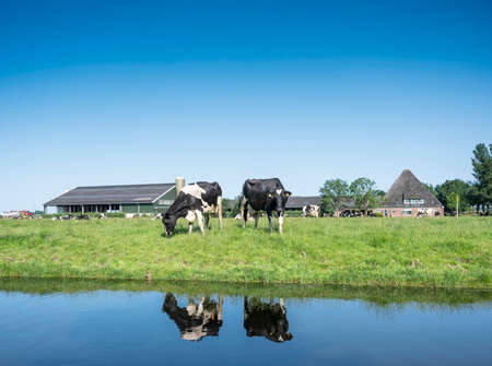 black and white spotted cows stand in meadow near farm in dutch province of noord hollandの写真素材