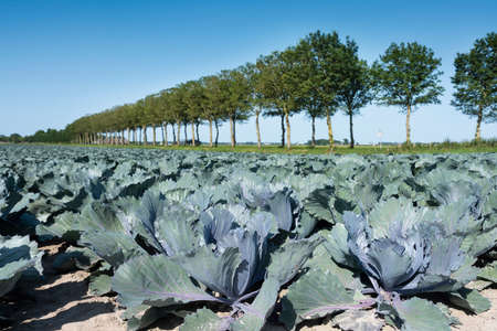 red cabbage field under blue summer sky in dutch province of noord hollandの写真素材