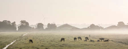 spotted cows in green grassy misty morning meadow between amsterdam and utrecht in the netherlandsの写真素材