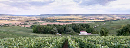 vineyards in marne valley south of reims in french region champagne ardenneの写真素材