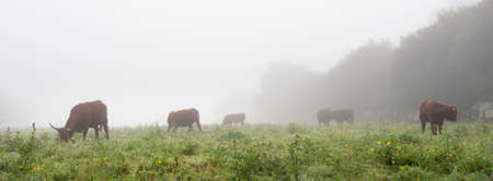 long horned cows on foggy morning in regional park between rouen and le havre in northern franceの写真素材
