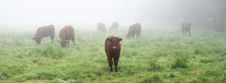 long horned cows on foggy morning in regional park between rouen and le havre in northern franceの写真素材