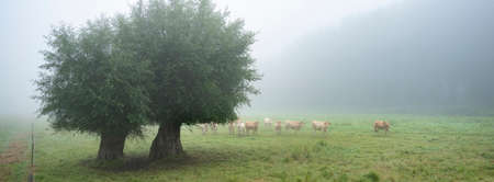 blonde daquitaine cows in misty morning meadow near river seine in northern franceの写真素材