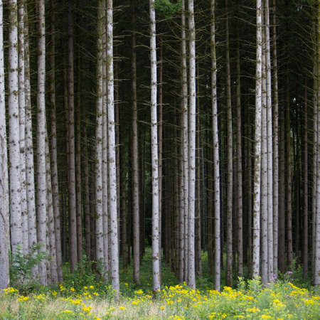 grey trunks of spruce trees and yellow summer flowers
