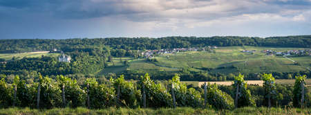 vineyards in marne valley south of reims in french region champagne ardenneの写真素材