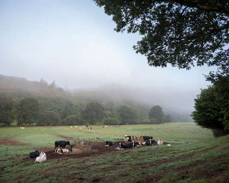 spotted cows in hills of central brittany near nature park darmorique in franceの写真素材