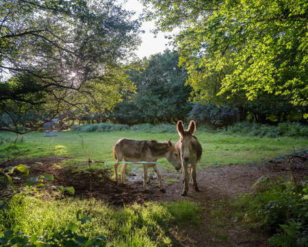two donkeys under trees in french brittany at sunsetの写真素材
