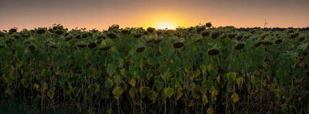 dark sunflowers and colorful sky of setting sunの写真素材