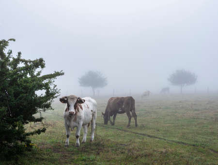 misty meadow with cows in french natural park boucles de la seine between rouen and le havre in summerの写真素材