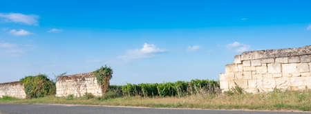 vineyards and old stone walls in Parc naturel regional Loire-Anjou-Touraine near river loire in franceの写真素材