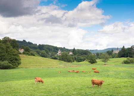 brown cows graze in green grassy meadow near village not far from french city of limogesの写真素材