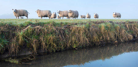 sheep in green meadow and canal in hollandの写真素材