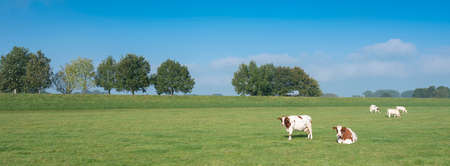 spotted red brown cows in meadow between deventer and zwolle in the netherlands