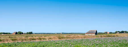 field with purple potatoe flowers under blue sky on dutch island of texelの写真素材