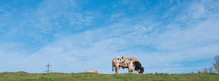 spotted black and white bull in green meadow near namur in belgium