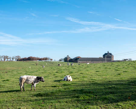 cows in green grassy meadow near abbey of argenton at lonzee in french ardennes. near namurの写真素材
