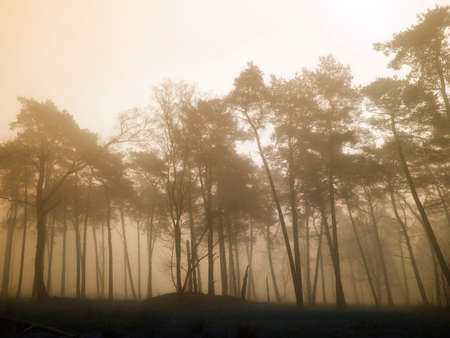 pine tree silhouettes on misty morning in dutch forest near utrecht in the netherlands