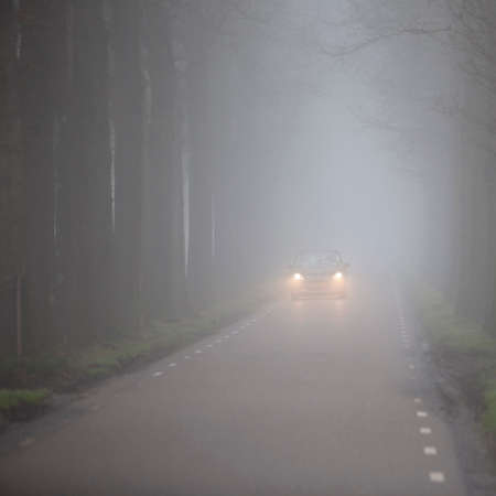 car on dutch country road between rows of trees in mistの写真素材