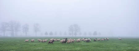 sheep in misty meadow near farm in the. netherlands