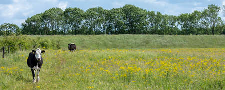 spotted cows stand in meadow full of yellow summer flowers in holland under blue skyの写真素材