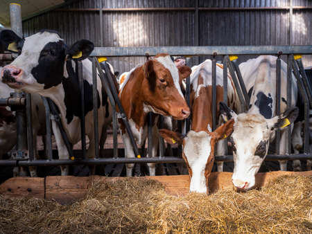 red and black spotted cows feed inside dutch farm in hollandの写真素材