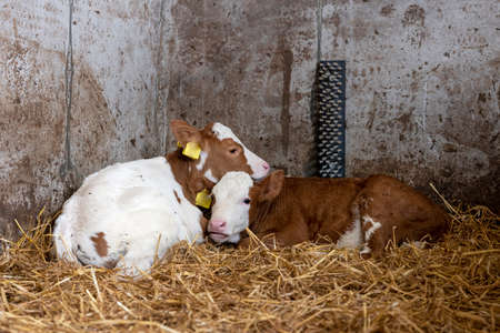 two red and white spotted calves in straw on dutch farm in the netherlandsの写真素材