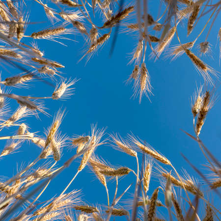 wheat and blue skyの写真素材
