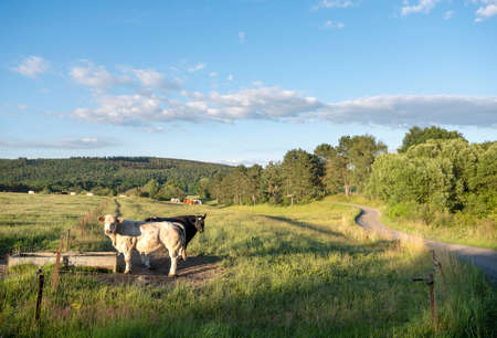 cows graze in green grassy summer landscape near Han sur Lesse and Rochefort in belgian ardennes...
